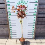 Javor mliečny (Acer platanoides) ´CRIMSON SENTRY´  - výška 120-140 cm, kont. C5L  - NA KMIENKU